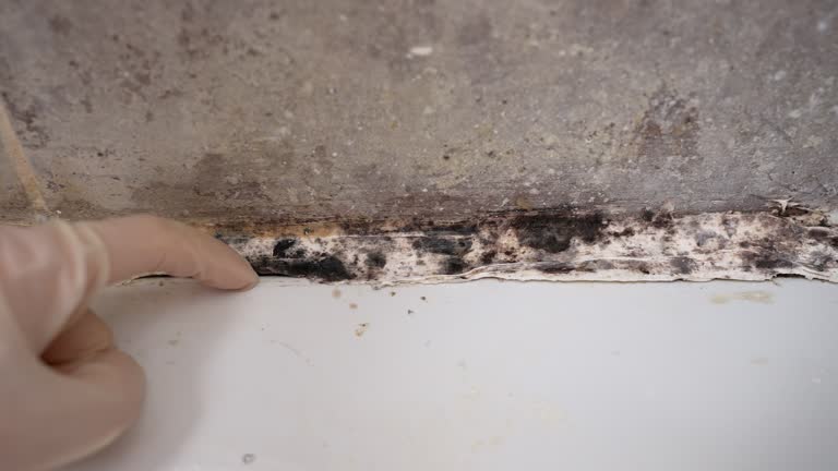 Mold Documentation for Insurance Claims in Coushatta, LA